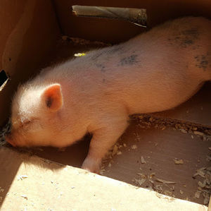 Meet your Posher, Karla